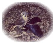 Kestrel with blackbird (common grackle)