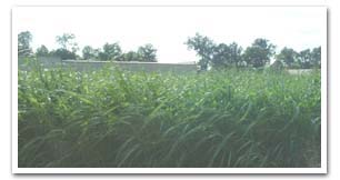 Johnson grass