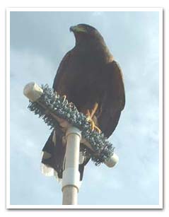 Loaded for Sparrow