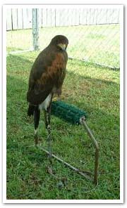 Lawn Perch