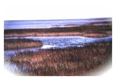Louisiana saltmarsh