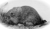 Cotton rat