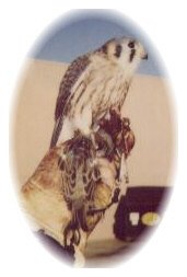 American kestrel with house sparrow