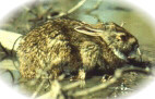 Swamp rabbit photo by Alan Woolf