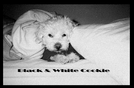 My Black & White Cookie