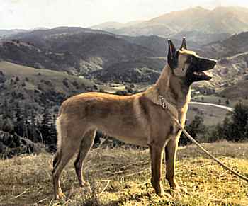 Holly with the local King Range in the background