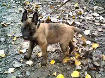 Mattole Pups!  Feist, 8.5 wks - 15KB