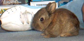 Wilko the baby rabbit.  Photo copyright �2003 Elizabeth McNab