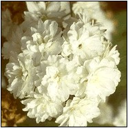 Spiriea Ulmania