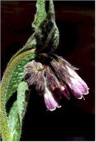 Symphytum officinale L.