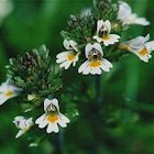 Euphrasia officinalis