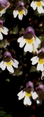 Euphrasia officinalis