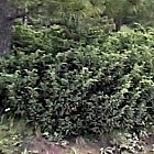 Juniperus communis<empty>
