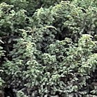 Juniperus communis