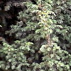 Juniperus communis