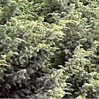 Juniperus communis