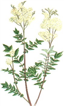 Drawing of Spiriea Ulmania