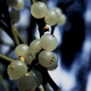 Viscum album berries