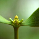 Viscum album flower and leaves