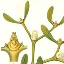 Illustration of Viscum album