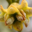 Flower of Viscum album
