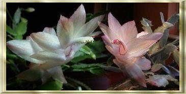 Christmas Cactus