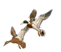Mallards in flight