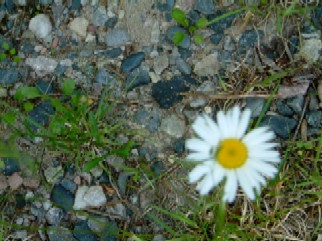 Daisy