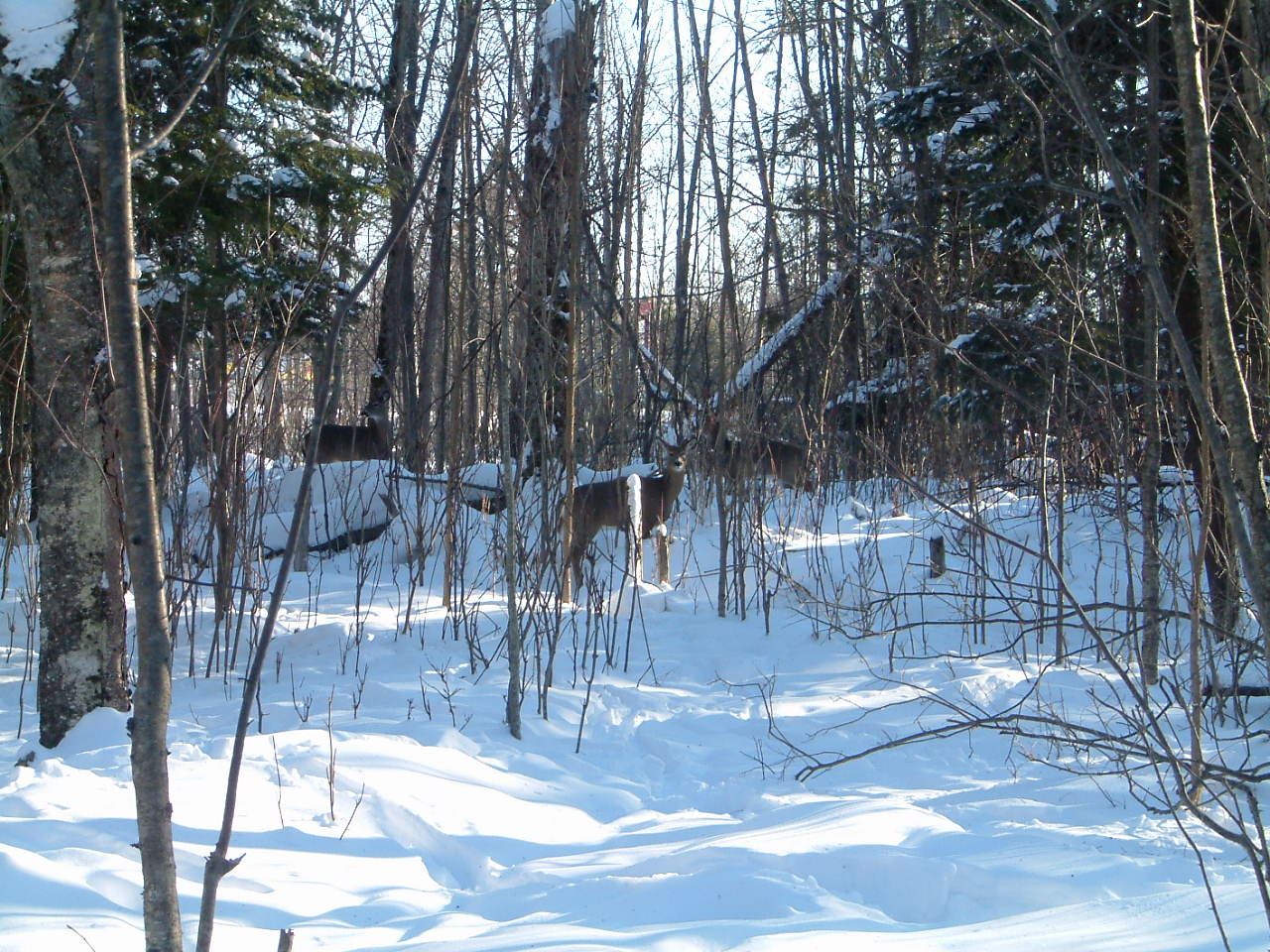 Can you see the deer?