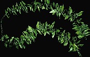 Maile Ti Leaf Lei
