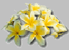 Plumeria