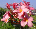 Pink Plumeria