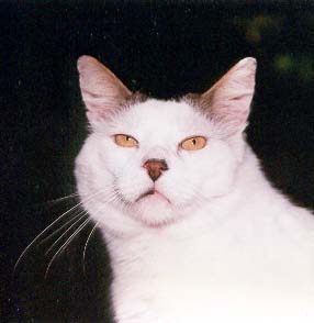 Bandit