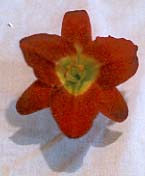 wine daylily