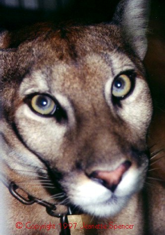 Faith: Florida Panther