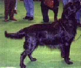picture of dog1