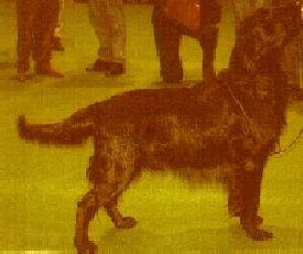 picture of dog2