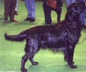 picture of dog3