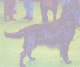 picture of dog4