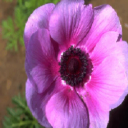 picture of flower