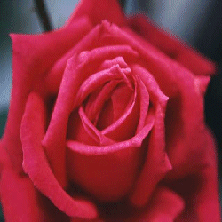 picture of flower