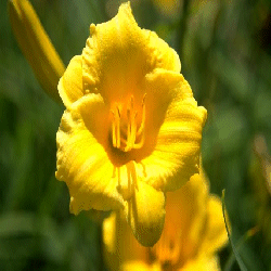picture of flower