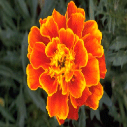 picture of flower