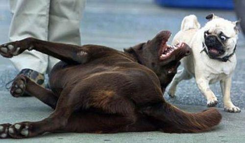 Miedo a los perros