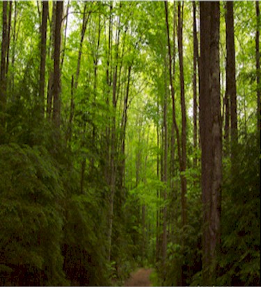 Cosby, Tennesse&nbsp;&nbsp; (Down a trail in the Smoky Mountains)