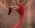 Dire Pink Flamingo