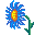 Blue Daisy