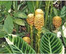 Ginger Cone (11372 bytes)