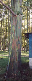 Eucalyptus Tree (205K)