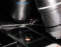 adding oil to slide